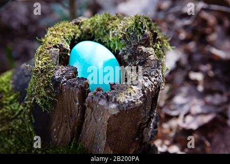 A turquoise easter egg is hidden in an old stump. Easter egg search Stock Photo