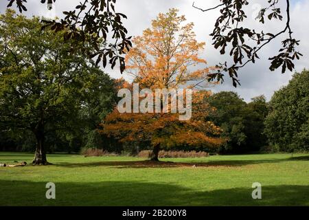 Autumn trees with fallen leaves during Autumn in Highbury Park in Birmingham, United Kingdom. Highbury Park is located on the borders between Moseley and Kings Heath. Stock Photo