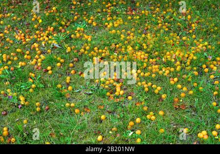 hundreds of mirabelle plum on the green grass in the garden Stock Photo