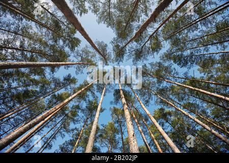 Evergreen trees wood branch on blue sky background wide view Stock Photo