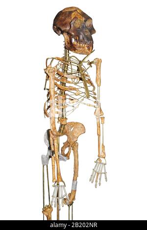 Skeleton of Lucy Australopithecus afarensis Stock Photo