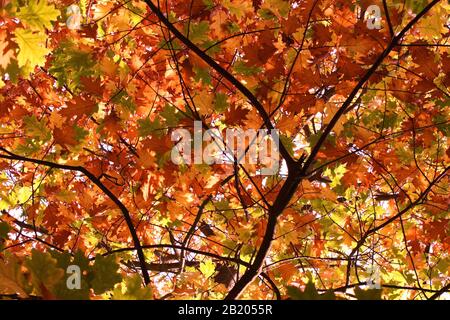Golden autumn leaves on a variety of trees (mostly acers)