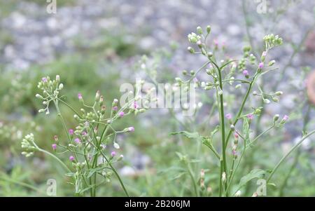 Tiny Purple Flowers on Cyanthillium Cinereum or Little Ironweed Plant. A Herbal Plant Used For Smoking Cessation. Stock Photo