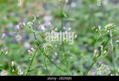 Tiny Purple Flowers on Cyanthillium Cinereum or Little Ironweed Plant. A Herbal Plant Used For Smoking Cessation. Stock Photo