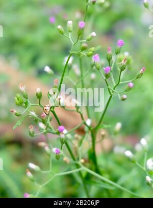 Cyanthillium Cinereum or Little Ironweed Plant with Brown Ladybugs or Ladybird Beetles. Stock Photo