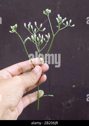 Hand Holding Tiny Purple Flowers on Cyanthillium Cinereum or Little Ironweed Plant. A Herbal Plant Used For Smoking Cessation. Stock Photo