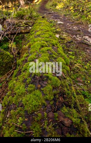 Fallen larch tree covered in moss, close up Stock Photo