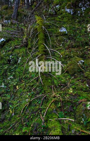 Fallen larch tree covered in moss Stock Photo