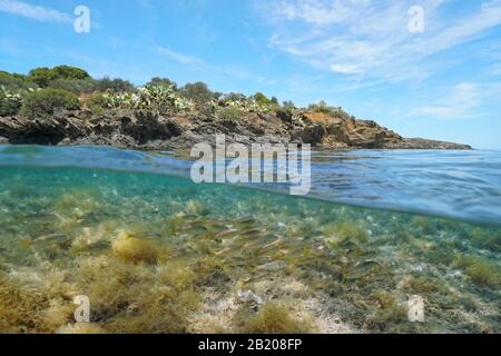 Mediterranean sea rocky shore with a school of striped red mullet fish underwater, split view over and under water surface, Spain, Costa Brava Stock Photo