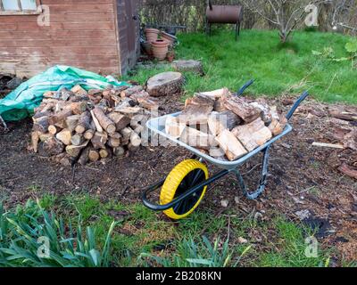 A pile of chopped wet wood logs and logs in a wheelbarrow in a garden ready for burning on an open fire in the UK Stock Photo