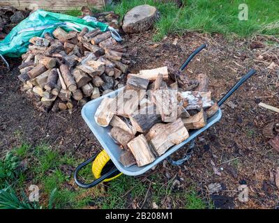 A pile of chopped wet wood logs and logs in a wheelbarrow in a garden ready for burning on an open fire in the UK Stock Photo