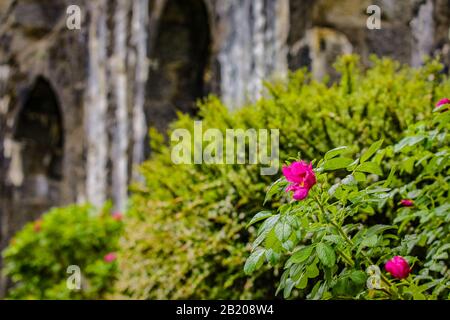 Traditional Scottish Mountains Flowers and bushes close-up. Stock Photo