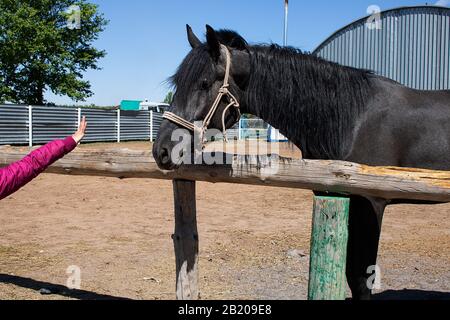 portrait of stunning elegant sport stallion horse with long mane and tail standing on farm background Stock Photo