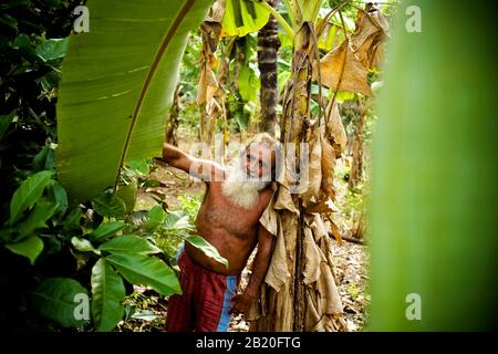 man, Banana tree, Senhora de Fátima Community, Igarapé do Camara, Iranduba, Amazonas, Brazil Stock Photo