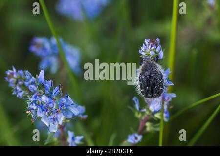 Epicometis hirta Alleculid beetle Tropinota Epicometis hirta Scarabaeidae on blue flower Veronica teucrium, speedwell, bird's eye, and gypsyweed. Figh Stock Photo