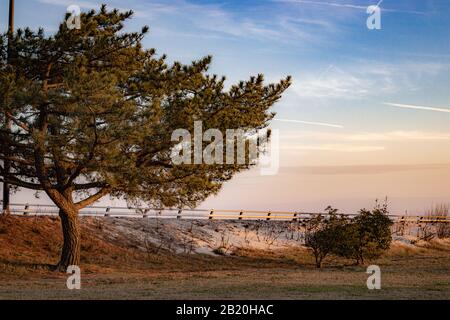 Sunset sky illuminated behind a large pine tree. Stock Photo