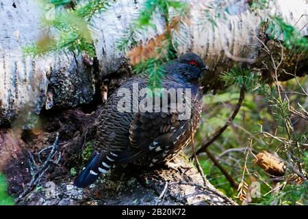 Spruce grouse in undergrowth on mountain side in Canada