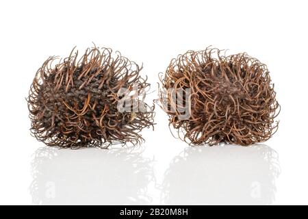 Group of two whole old brown rambutan isolated on white background Stock Photo