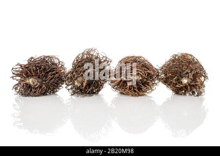 Group of four whole old brown rambutan isolated on white background Stock Photo
