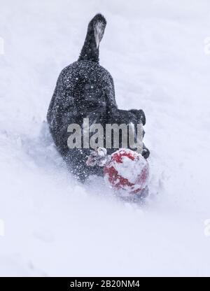 Australian Cattle Dog; Blue Heeler;  playing fetch in fresh powder at Monarch Mountain ski & snowboard resort on the Continental Divide in Colorado, U Stock Photo