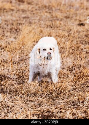 Platinum colored Golden Retriever dog eating a fresh kill; central Colorado Ranch; USA Stock Photo