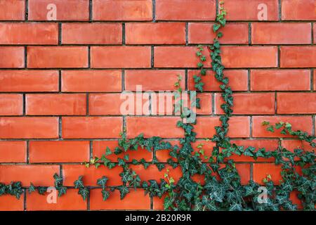 ivy plant on a red brick wall. Background Stock Photo