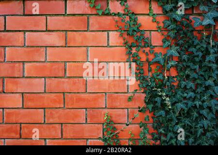 ivy plant on a red brick wall. Background Stock Photo