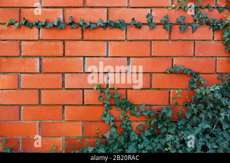 ivy plant on a red brick wall. Background Stock Photo