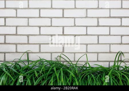 White brick wall with bright green grass outdoors in the park. Stock Photo