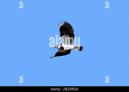 Northern lapwing / peewit (Vanellus vanellus) in flight against blue sky Stock Photo