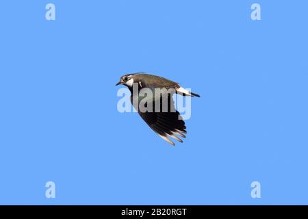 Northern lapwing / peewit (Vanellus vanellus) in flight against blue sky Stock Photo