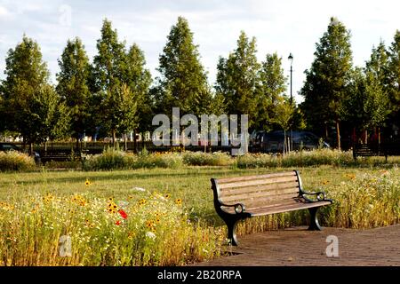 Wildflowers bloom around a bench in the Urban Park, Fairfield Park, Bedfordshire. Stock Photo