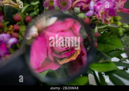 A magnifying glass shows the enlargement of a blossom in a bouquet Stock Photo