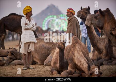camels in front of the illuminated ferris wheels of the fairground at the camel and livestock fair Pushkar Mela, Pushkar, Rajasthan, India Stock Photo