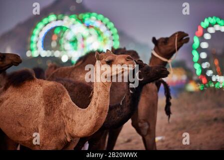 camels in front of the illuminated ferris wheels of the fairground at the camel and livestock fair Pushkar Mela, Pushkar, Rajasthan, India Stock Photo