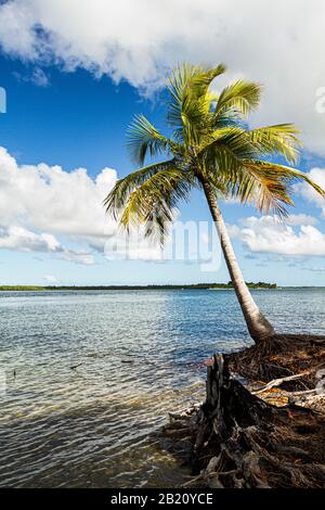 Coconut palm tree on a tropical beach at Goio Island, at Camamu Bay. Marau, Bahia, Brazil. Stock Photo