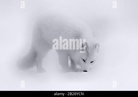 Arctic fox following scent in snow Stock Photo