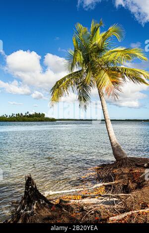 Coconut palm tree on a tropical beach at Goio Island, at Camamu Bay. Marau, Bahia, Brazil. Stock Photo