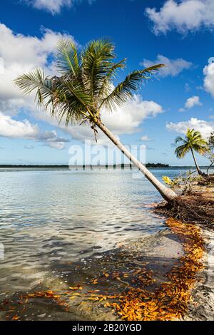 Coconut palm tree on a tropical beach at Goio Island, at Camamu Bay. Marau, Bahia, Brazil. Stock Photo