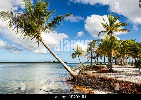 Coconut palm tree on a tropical beach at Goio Island, at Camamu Bay. Marau, Bahia, Brazil. Stock Photo