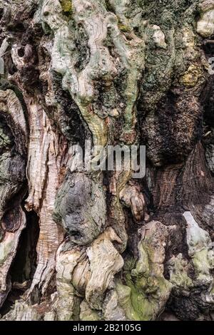 Closeup of the bark of an ancient 17c sweet chestnut tree (Castanea sativa) in the late medieval deer park at Brampton Bryan, Herefordshire, UK Stock Photo