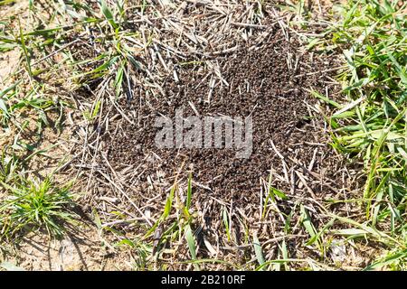 Red Wood Ants (Formica rufa) start building a nest hill, Saxony, Germany Stock Photo