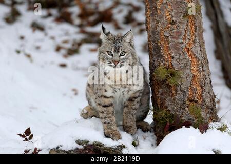 Bobcat (Lynx rufus), adult, in winter, in snow, alert, captive, Montana, North America, USA Stock Photo