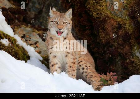 Eurasian lynx (Lynx lynx), half grown young animal, nine months old, in winter, in snow, Montana, North America, USA Stock Photo