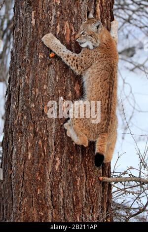 Eurasian lynx (Lynx lynx), half grown young animal, nine months old, in winter, in snow, climbing on tree, captive, Montana, North America, USA Stock Photo