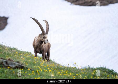 Alpine Ibex (Capra Ibex) in front of Schneefeld, Hohe Tauern National Park, Carinthia, Austria Stock Photo