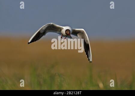 Black-headed Gull (Chroicocephalus ridibundus), flying over the breeding colony, Lower Saxony Wadden Sea National Park, Lower Saxony, Germany Stock Photo