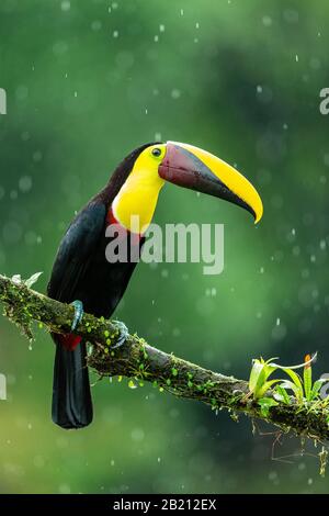 Yellow-throated toucan (Ramphastos ambiguus) in the rainforest of Costa Rica Stock Photo