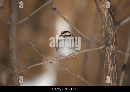 White-throated Sparrow inside frame of tree branches Stock Photo