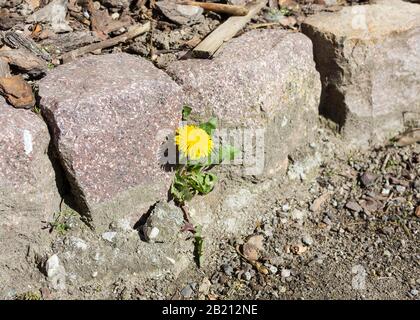 Flower of Dandelion (Taraxacum) in a crack in a wall on the curb, Saxony, Germany Stock Photo